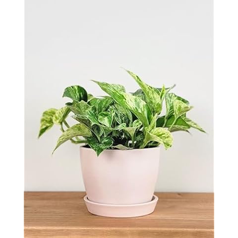 PlantVine thumbnail