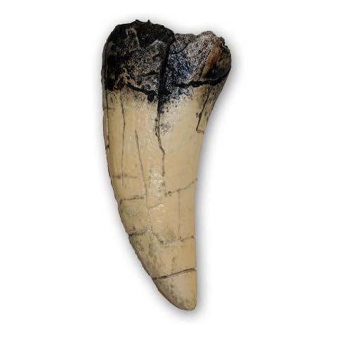 Prehistoric Planet Store thumbnail