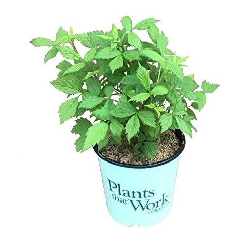 Premier Plant Solutions thumbnail