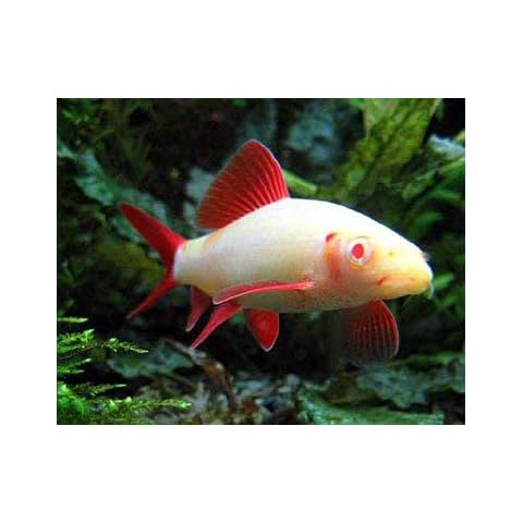 Quinn's Fins thumbnail
