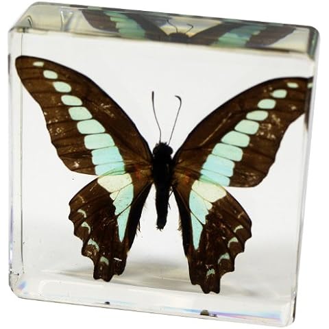 REALBUG thumbnail