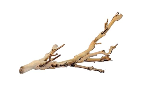 Reptile & Amphibian Habitat Plants Thumbnail