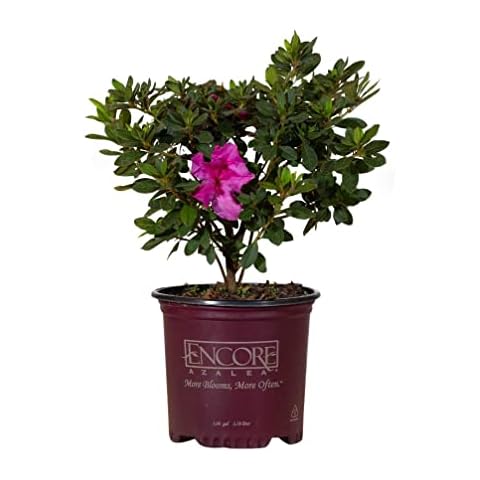 Rhododendron Shrub Plants