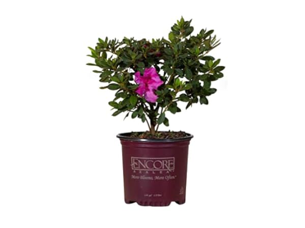 Rhododendron Shrub Plants thumbnail