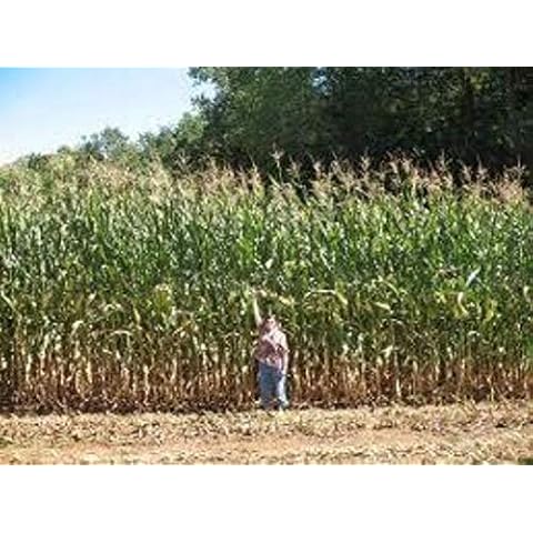 ROBsRAREandGIANTseeds thumbnail