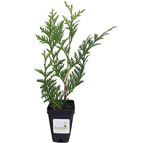 Sandys Nursery Online thumbnail