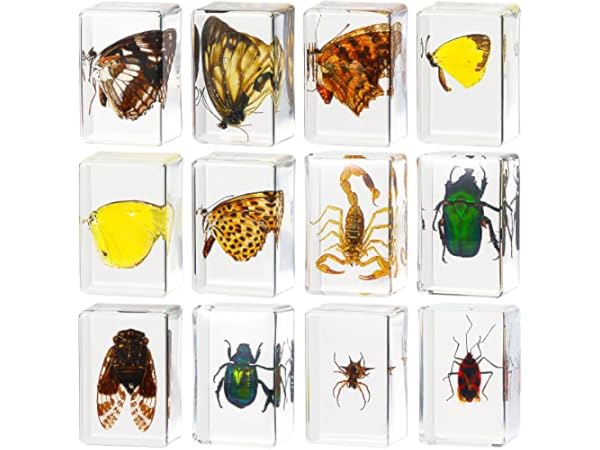 Science Classroom Specimens Thumbnail