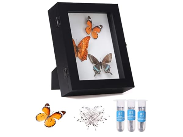 Science Education Insect Kits Thumbnail