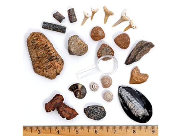 Science Fossils Thumbnail