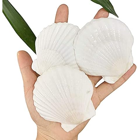 SEAJIAYI thumbnail