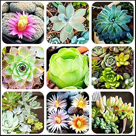 SEEDS4SPRING thumbnail