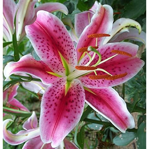 Seeds*Bulbs*Plants*&More thumbnail