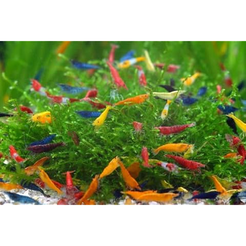 SF Aquatic thumbnail
