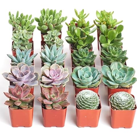 Shop Succulents thumbnail