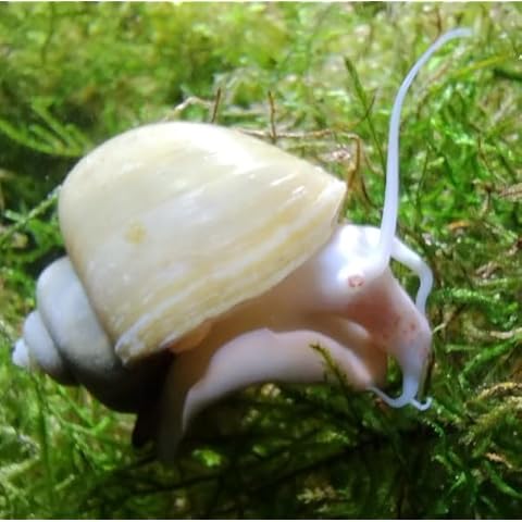 Shore Aquatic LLC thumbnail