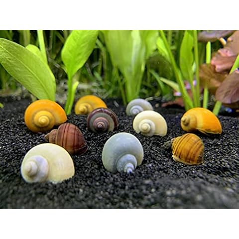Shore Aquatic thumbnail