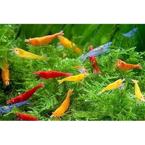 ShrimpRack thumbnail