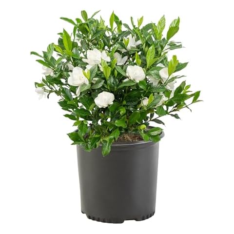 Shrub Plants
