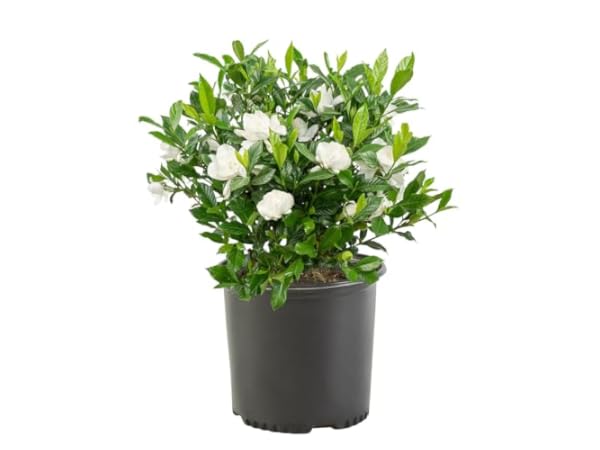 Shrub Plants thumbnail