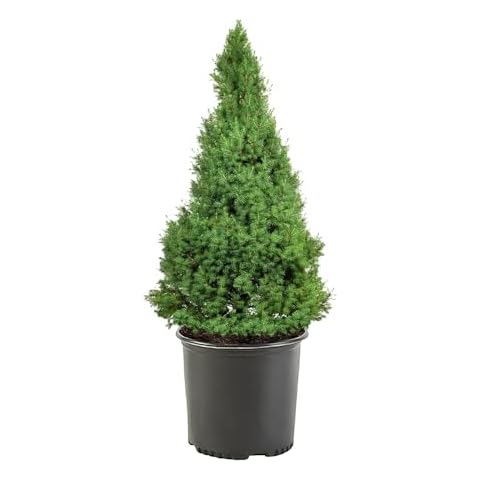Shrub thumbnail