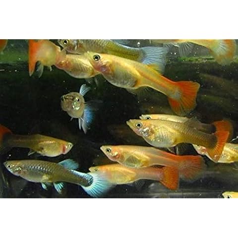 Siam Live Aquarium thumbnail