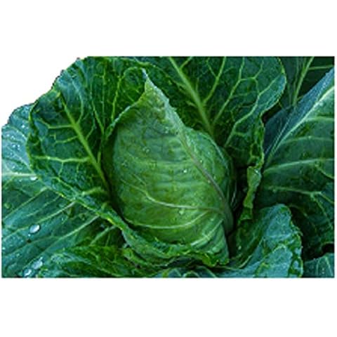 Sow No GMO feature image