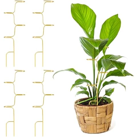 Succulentlovers thumbnail