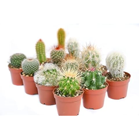 SUCCULENTMARKET.COM thumbnail