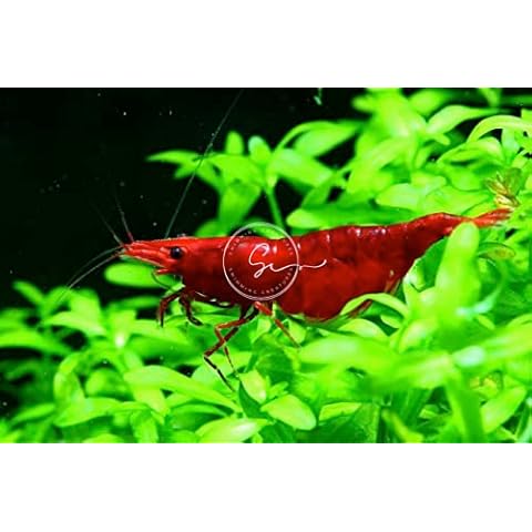 Swimming Creatures thumbnail