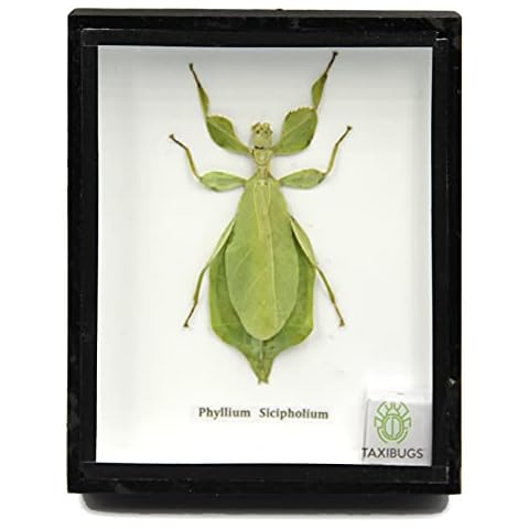 TAXIBUGS thumbnail