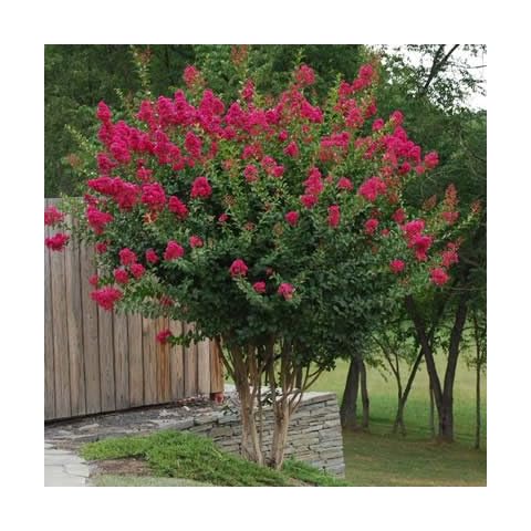 The Crape Myrtle Company thumbnail