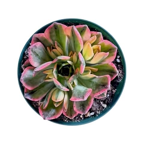 THE NEXT GARDENER.COM thumbnail