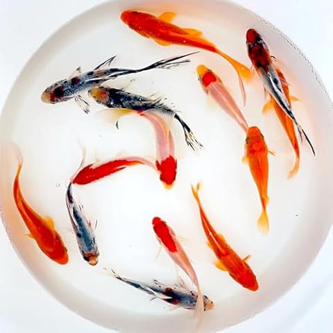 Toledo Goldfish thumbnail