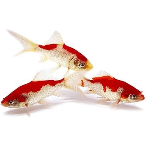 Toledo Goldfish thumbnail