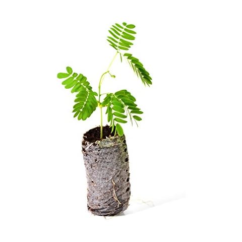 TreesAgain thumbnail