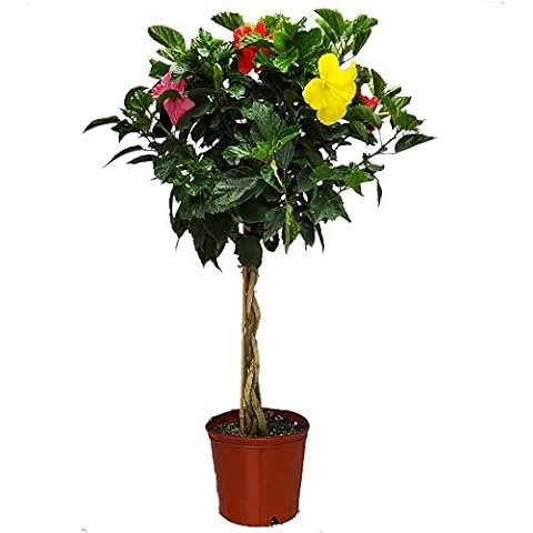 Tropical Plants Of Florida thumbnail