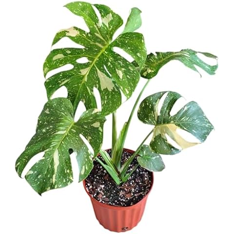 Variegated Shrub Plants