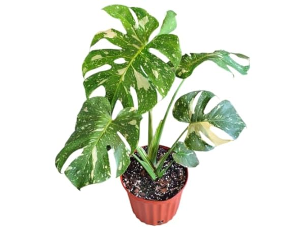 Variegated Shrub Plants thumbnail