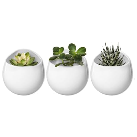 Vertical Planters for Cactus