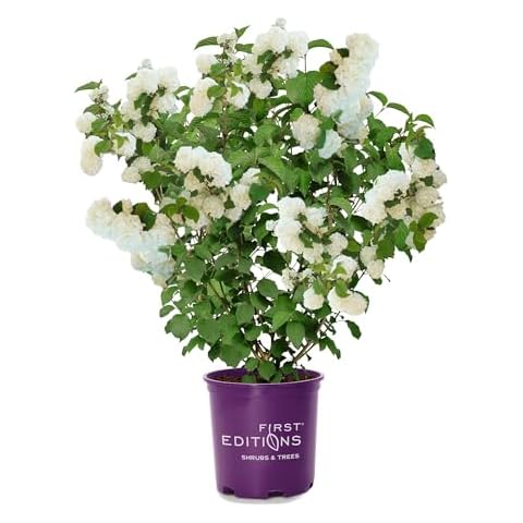 Viburnum Shrub Plants