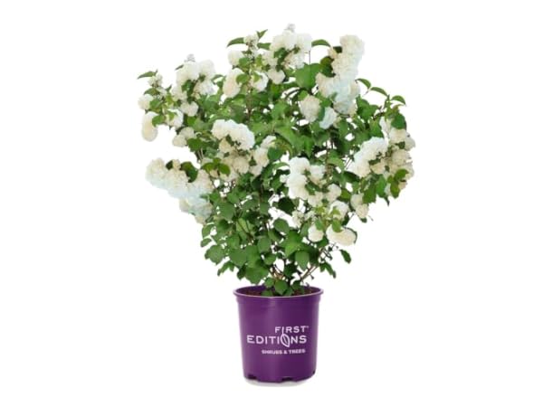 Viburnum Shrub Plants thumbnail