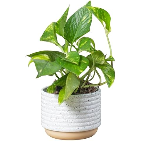 Vine Plants