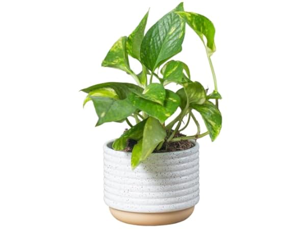 Vine Plants Thumbnail