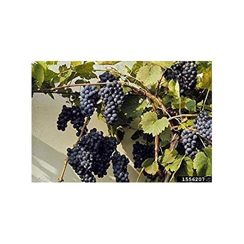 Vitis Riparia thumbnail