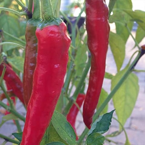 Wayland Chiles thumbnail