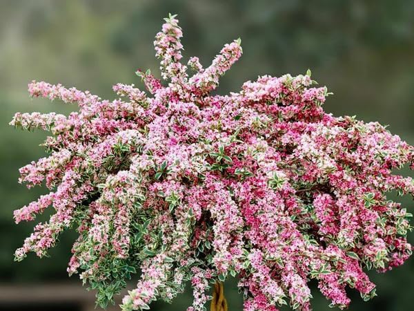 Weigela Shrub Plants thumbnail