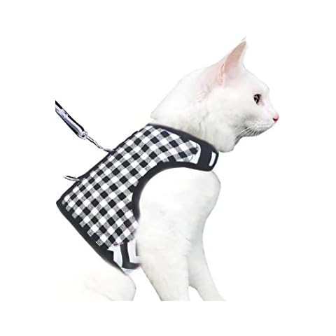 Yizhi Miaow feature image