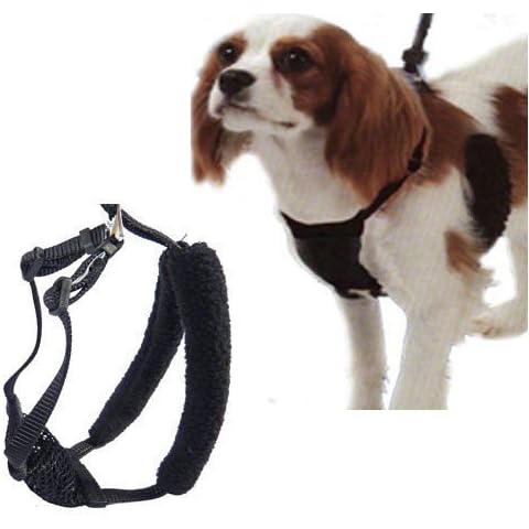 Yuppie Puppy thumbnail