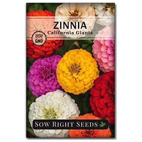 Zinnia Flower Seeds